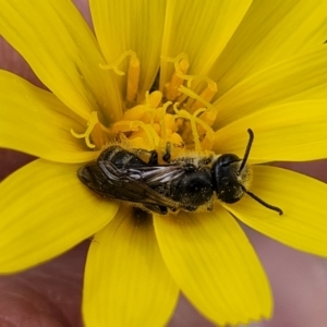 Lasioglossum (Chilalictus) lanarium at Bruce, ACT - 27 Oct 2022