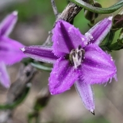 Thysanotus patersonii (Twining Fringe Lily) at Flea Bog Flat, Bruce - 27 Oct 2022 by trevorpreston
