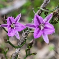 Thysanotus patersonii at Bruce, ACT - 27 Oct 2022 12:59 PM