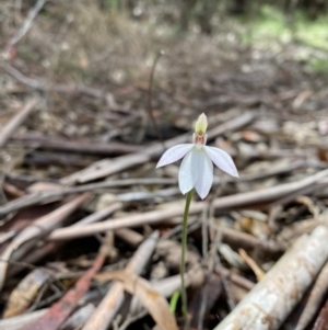 Caladenia carnea at Cotter River, ACT - suppressed