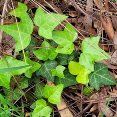 Hedera helix (Ivy) at Flea Bog Flat, Bruce - 27 Oct 2022 by trevorpreston