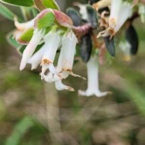 Brachyloma daphnoides at Bruce, ACT - 27 Oct 2022