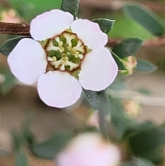 Gaudium multicaule (Teatree) at Flea Bog Flat, Bruce - 27 Oct 2022 by trevorpreston