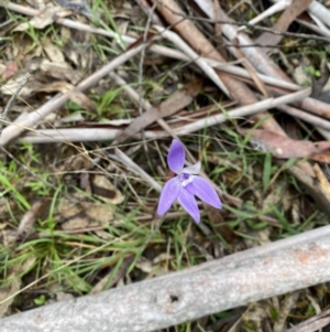 Glossodia major at Cotter River, ACT - 27 Oct 2022