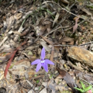 Glossodia major at Cotter River, ACT - 27 Oct 2022