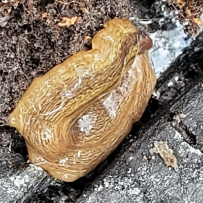 Lenkunya virgata (Brown-streaked planarian) at Bruce Ridge to Gossan Hill - 27 Oct 2022 by trevorpreston