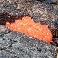 Tubifera ferruginosa (Raspberry Slime) at Flea Bog Flat, Bruce - 27 Oct 2022 by trevorpreston