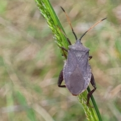 Amorbus sp. (genus) at Bruce, ACT - 27 Oct 2022