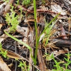 Diuris sulphurea at Paddys River, ACT - suppressed