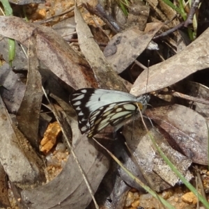 Belenois java at Paddys River, ACT - 26 Oct 2022 01:01 PM