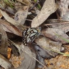 Belenois java at Paddys River, ACT - 26 Oct 2022