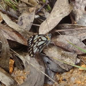 Belenois java at Paddys River, ACT - 26 Oct 2022 01:01 PM