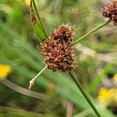 Luzula densiflora at Bruce, ACT - 27 Oct 2022