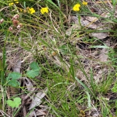 Luzula densiflora at Bruce, ACT - 27 Oct 2022