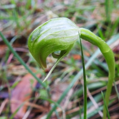 Pterostylis nutans (Nodding Greenhood) at Paddys River, ACT - 26 Oct 2022 by JohnBundock