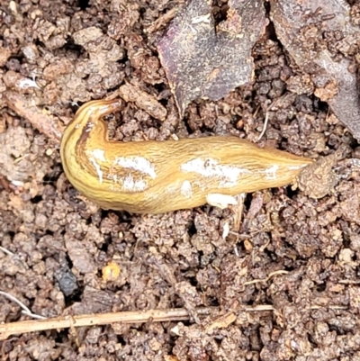 Lenkunya virgata (Brown-streaked planarian) at Flea Bog Flat, Bruce - 27 Oct 2022 by trevorpreston