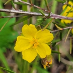 Hibbertia calycina (Lesser Guinea-flower) at Bruce, ACT - 27 Oct 2022 by trevorpreston