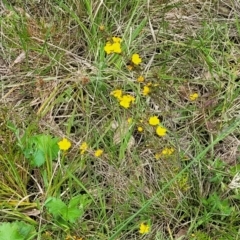 Hibbertia calycina at Bruce, ACT - 27 Oct 2022