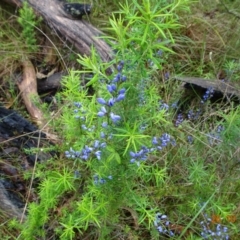 Comesperma volubile (Love Creeper) at Tidbinbilla Nature Reserve - 26 Oct 2022 by GirtsO