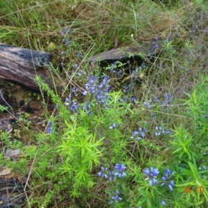 Comesperma volubile at Paddys River, ACT - 26 Oct 2022