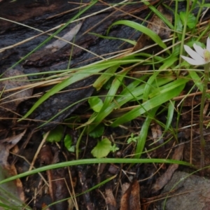 Caladenia carnea at Paddys River, ACT - suppressed