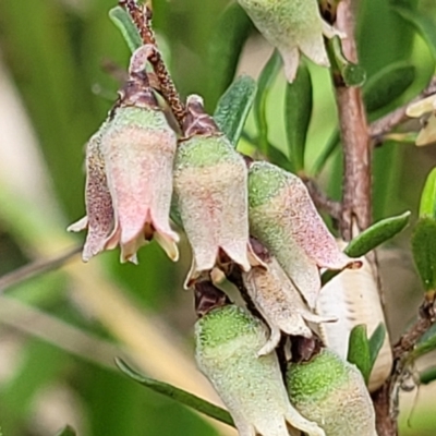 Cryptandra amara (Bitter Cryptandra) at Bruce, ACT - 27 Oct 2022 by trevorpreston