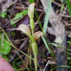 Bunochilus sp. (Leafy Greenhood) at Paddys River, ACT - 26 Oct 2022 by JohnBundock