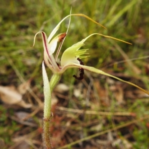 Caladenia parva at Paddys River, ACT - 26 Oct 2022