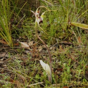 Caladenia parva at Paddys River, ACT - 26 Oct 2022