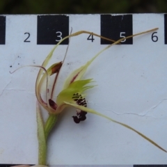 Caladenia parva at Paddys River, ACT - 26 Oct 2022