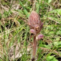 Orobanche minor (Broomrape) at Flea Bog Flat, Bruce - 27 Oct 2022 by trevorpreston