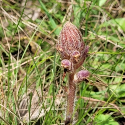 Orobanche minor (Broomrape) at Bruce, ACT - 27 Oct 2022 by trevorpreston