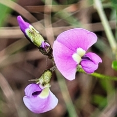 Glycine clandestina (Twining Glycine) at Bruce, ACT - 27 Oct 2022 by trevorpreston