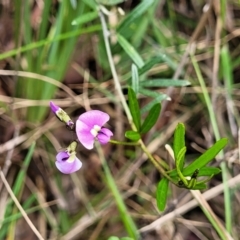 Glycine clandestina at Bruce, ACT - 27 Oct 2022 12:42 PM