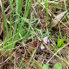 Glycine clandestina at Bruce, ACT - 27 Oct 2022 12:42 PM