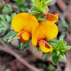 Pultenaea procumbens (Bush Pea) at Bruce, ACT - 27 Oct 2022 by trevorpreston