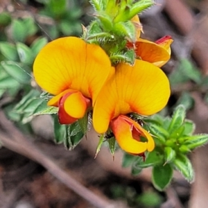 Pultenaea procumbens at Bruce, ACT - 27 Oct 2022