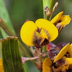 Daviesia mimosoides subsp. mimosoides at Flea Bog Flat, Bruce - 27 Oct 2022 by trevorpreston