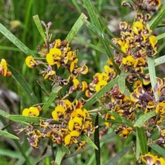 Daviesia mimosoides subsp. mimosoides at Bruce, ACT - 27 Oct 2022