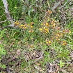 Daviesia mimosoides subsp. mimosoides at Bruce, ACT - 27 Oct 2022 12:41 PM