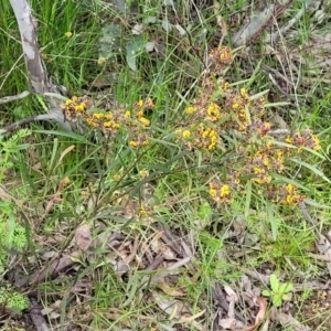 Daviesia mimosoides subsp. mimosoides at Bruce, ACT - 27 Oct 2022 12:41 PM