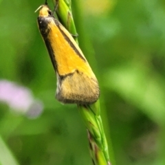 Philobota undescribed species near arabella (A concealer moth) at Flea Bog Flat, Bruce - 27 Oct 2022 by trevorpreston