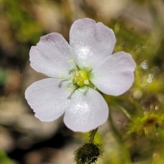 Drosera gunniana (Pale Sundew) at Flea Bog Flat, Bruce - 27 Oct 2022 by trevorpreston