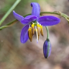 Dianella revoluta var. revoluta (Black-Anther Flax Lily) at Bruce, ACT - 27 Oct 2022 by trevorpreston