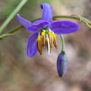 Dianella revoluta var. revoluta at Bruce, ACT - 27 Oct 2022