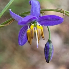 Dianella revoluta var. revoluta at Bruce, ACT - 27 Oct 2022