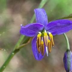 Dianella revoluta var. revoluta at Bruce, ACT - 27 Oct 2022 12:36 PM