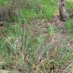 Dianella revoluta var. revoluta at Bruce, ACT - 27 Oct 2022