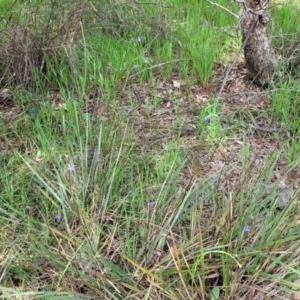 Dianella revoluta var. revoluta at Bruce, ACT - 27 Oct 2022