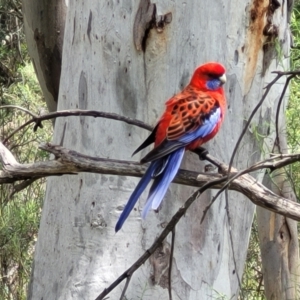 Platycercus elegans at Bruce, ACT - 27 Oct 2022 12:34 PM